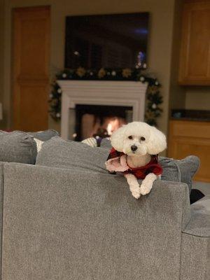 The Pet Spaw Mobile Grooming