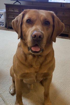 My 4-1/2 year old red English Lab, Johnny Cash