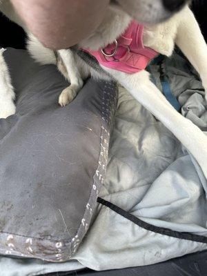 Alpha Valley Boarding Kennel