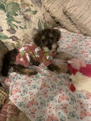 My sweet Schnoodle
Blossom