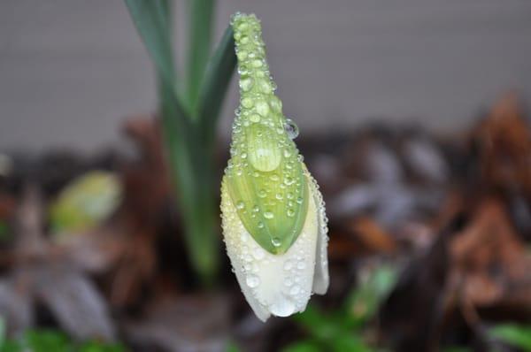 Padula's Plants & Gardens