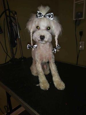 Furrsace Mobile Pet Grooming