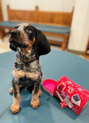 Puppy vaccine appointment