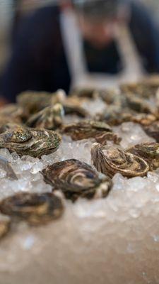 Oysters