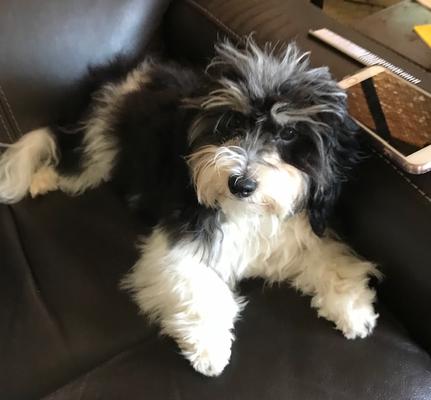 Silver Harbor Havanese