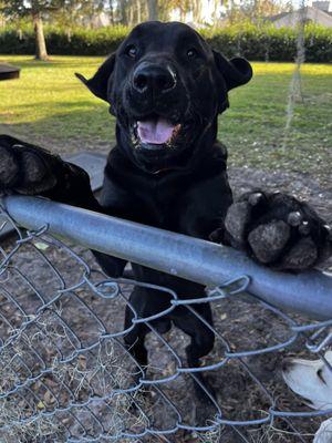 Dana Do! Pet Concierge