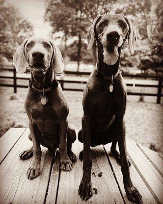 Happy pups at their favorite place!