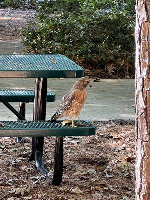Harold D Ritter Park
