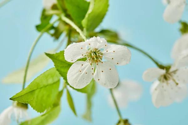 Mary Kay Counseling Services