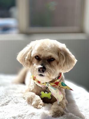 My dog Socrates after his grooming