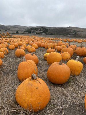 Pumpkins galore!