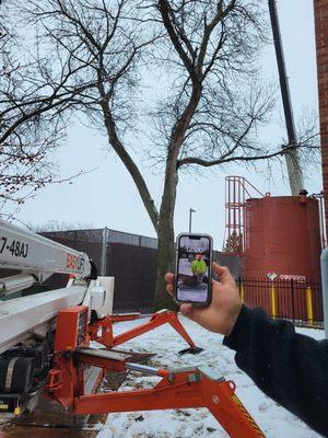 Economy Tree Service