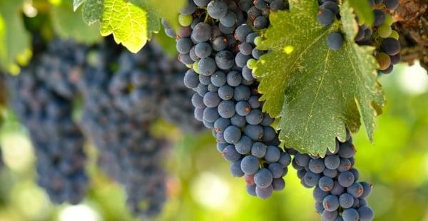 R&C Vineyard Services