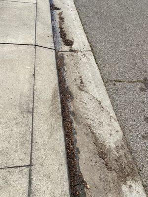 Santana's Tree Trimming