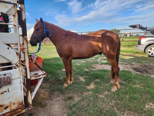 Savannah's Equine Services