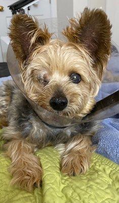 Kingston after surgery.