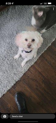 Furzzaflyin Pet Salon