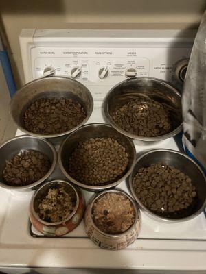 Gotta Go Pet Services