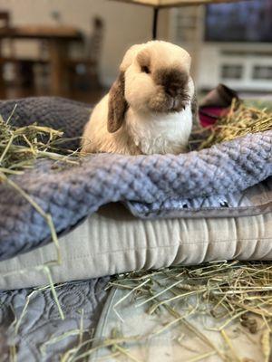 Island Exotic Veterinary Care