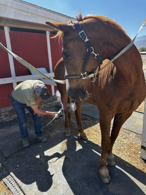 treating a horse with cryotherapy
