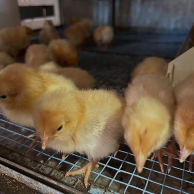 Chambers Farm and Garden Supply