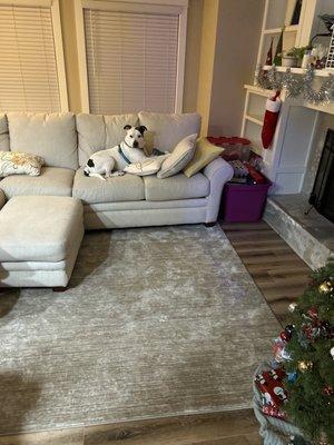 Three Little Pitties