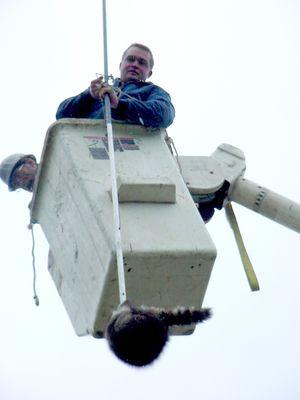 Raccoon removal is not always easy!