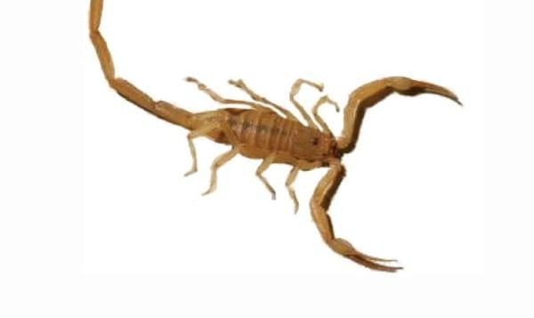 Cheshire Cat Pest & Termite Control