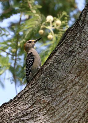 Nature Ninja Birding Tours