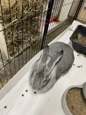 Wings Wags And Whiskers