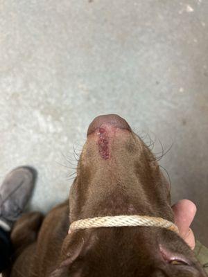 Bed & Biscuit Kennels