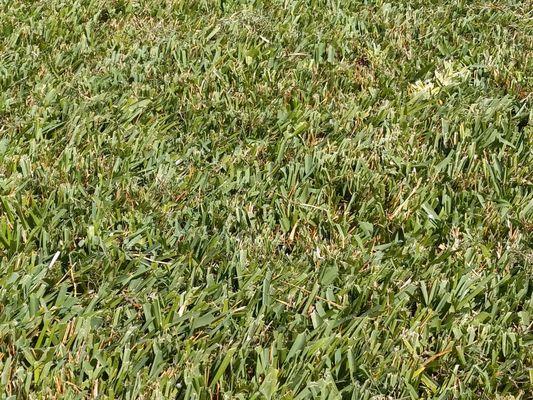 Greenthumb Lawn and Pest Services