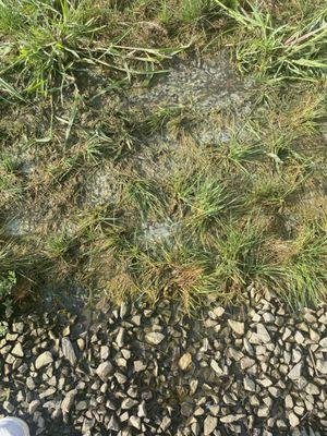 Silver Landscaping -Juan Hernandez