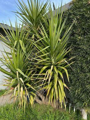 Overgrown palm