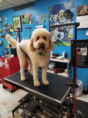 Affordable Family Pet Grooming