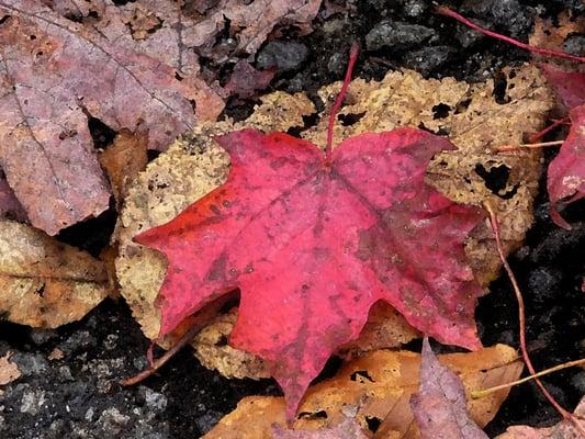 Glenn Conant Studios