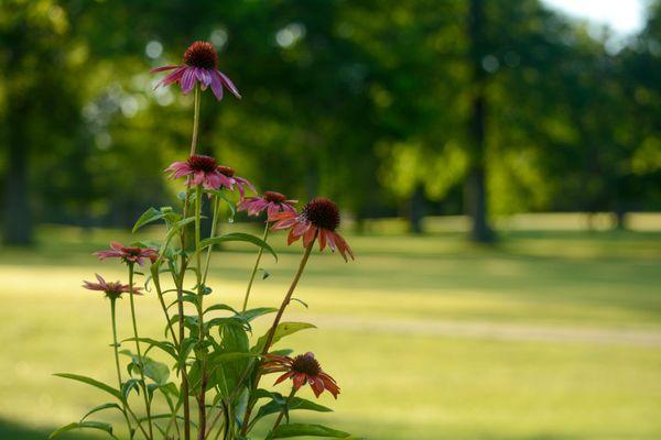 Jackson County Country Club