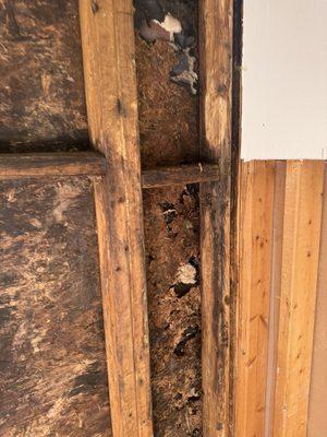 Black Mold