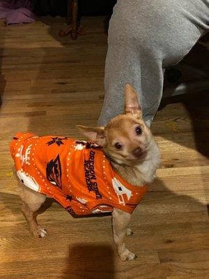 Oregon Veterinary Dental Specialists