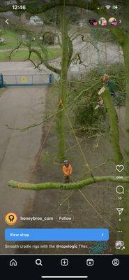 Trim Away Tree Service