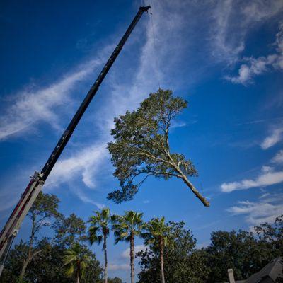 Crane tree removal