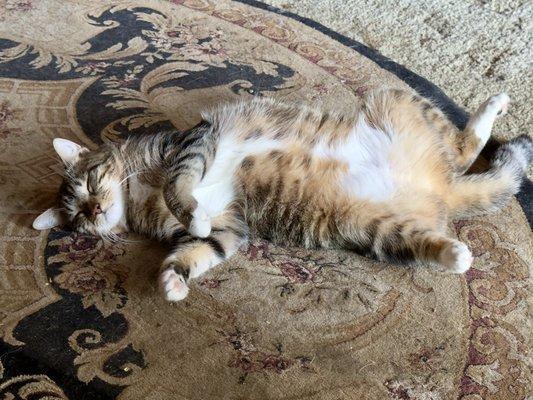 Sierra Veterinary Care