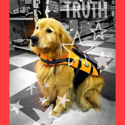 Polo is a retired show pup. He is a full blooded English Golden Retriever