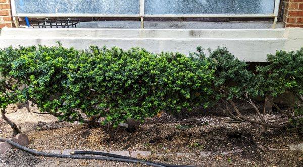 Before Madratters rat holes