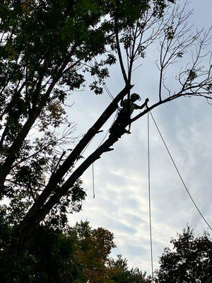 Oasis Tree Care