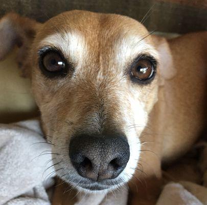 San Marin Animal Hospital