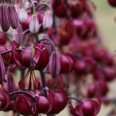 Hartle Gilman Gardens