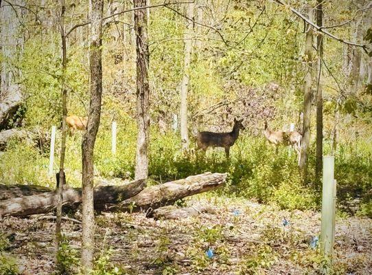 Forest Exploration Center