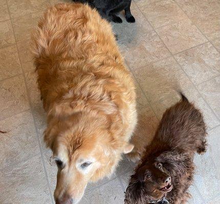 Rose Pet Memorial Center