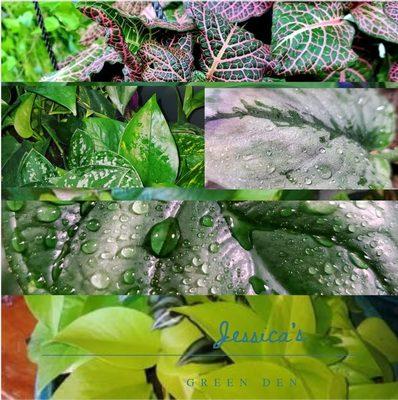 Jessica's Green Den
